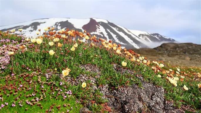 夏季北极花和永久冻土景观，斯瓦尔巴群岛