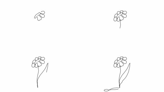 菊花花的动画连续线自画。完全成长中的单行动画。