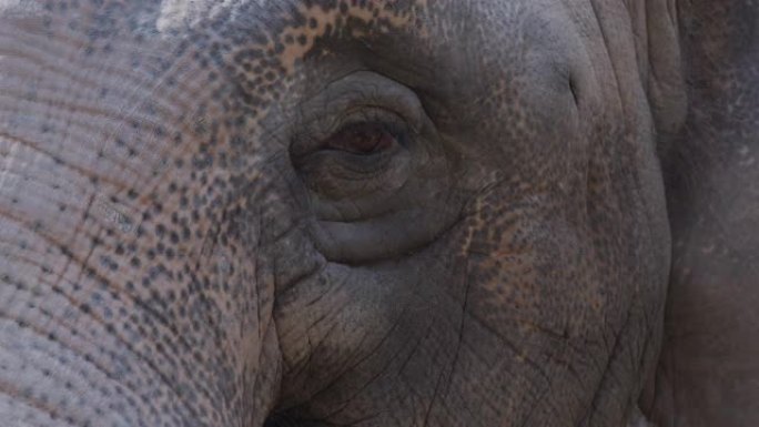 游客在动物园喂食时的眼睛大象特写