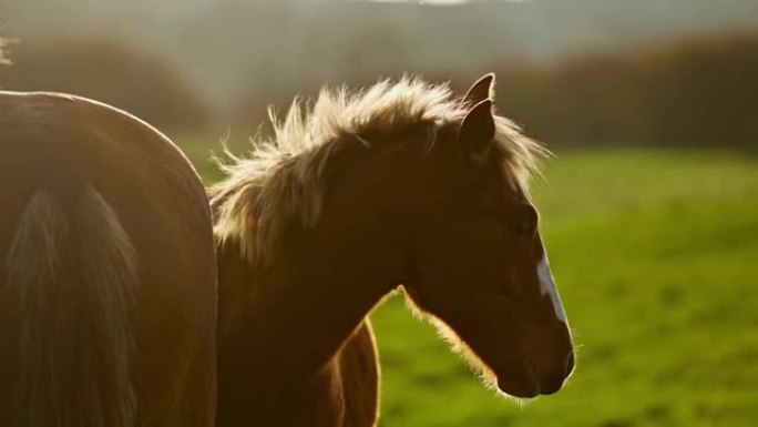 在乌克兰喀尔巴阡山脉的黎明灯光下放牧的漂亮棕色马的特写镜头og头