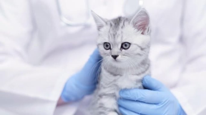 兽医医生怀里抱着灰色的苏格兰小猫在医疗动物诊所特写