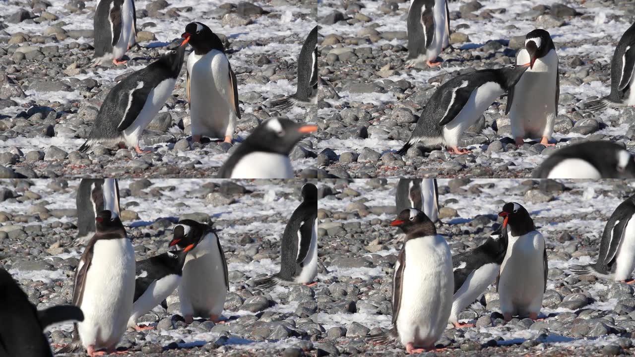 Gentoo企鹅用磷虾互相喂食