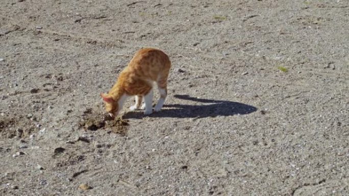 黄色成年猫在沙子里撒尿并掩埋粪便
