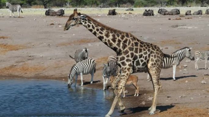 在非洲纳米比亚北部的埃托沙国家公园，一只南非长颈鹿在水坑里喝水