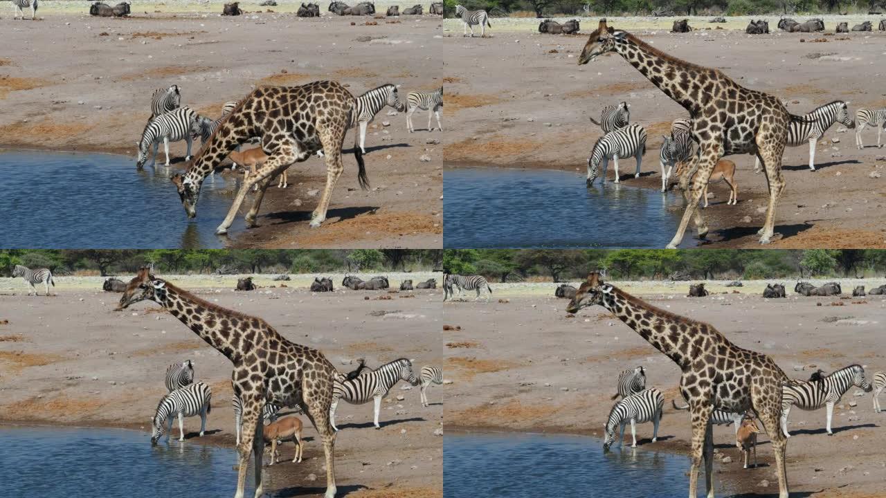 在非洲纳米比亚北部的埃托沙国家公园，一只南非长颈鹿在水坑里喝水