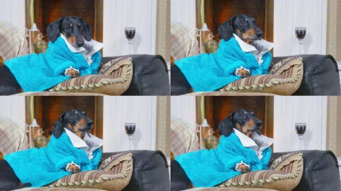 穿着蓝色毛圈睡袍的有趣的腊肠狗像领主一样躺在点燃的壁炉旁的沙发上，试图愤怒地吠叫，站起来逃跑或检查情