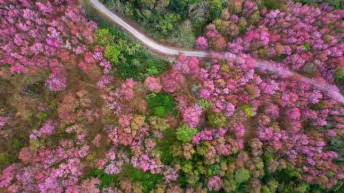 在泰国北部的热带森林中，樱花红盛开。4k鸟瞰图，泰国黎府