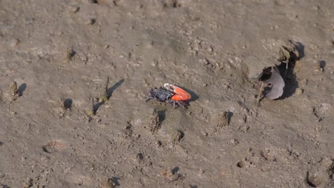 招潮蟹位于泰国南部沙敦府的滩涂红树林地区。