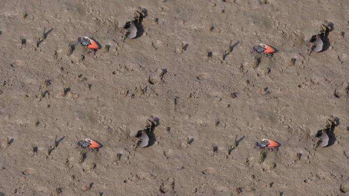 招潮蟹位于泰国南部沙敦府的滩涂红树林地区。