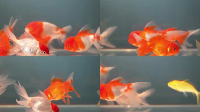 【60帧】观赏游动的金鱼