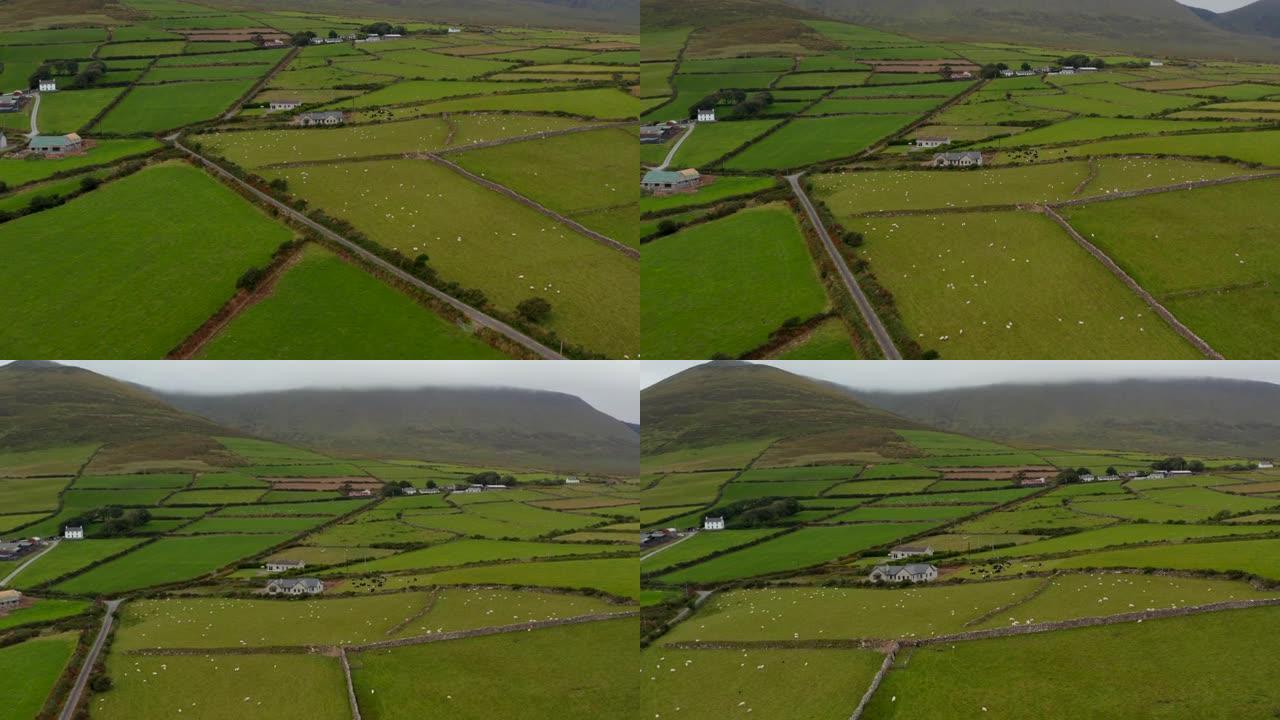 放牧羊群的牧场高角度镜头。分裂草原的旧石墙。背景中云中的山丘。爱尔兰