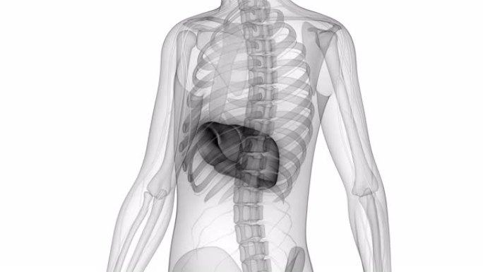 人体内消化器官肝脏解剖动画概念