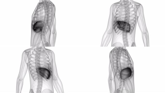 人体内消化器官肝脏解剖动画概念
