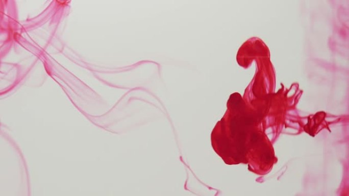 在白色背景上滴红色墨水。红色颜料在水中混合并以慢动作移动。抽象墨水背景。慢动作