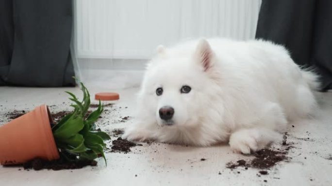 在翻倒的花旁边的地板上有罪的狗