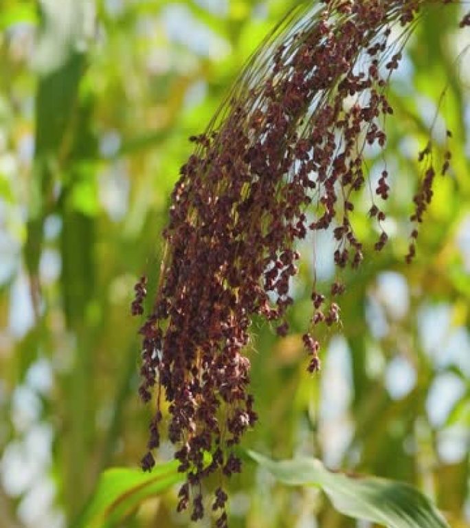 在农业中种植谷子。Miliaceum Panicum的植物，俗称小米或普通小米。小米催熟刷在田间。垂