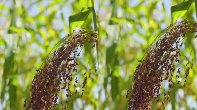 在农业中种植谷子。Miliaceum Panicum的植物，俗称小米或普通小米。小米催熟刷在田间。垂