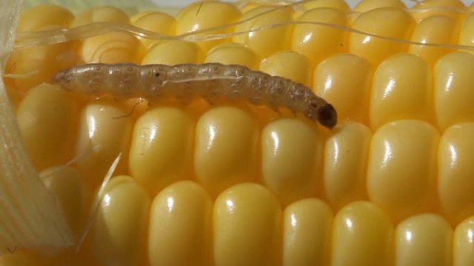 蠕虫在玉米芯上爬行