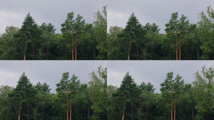 在森林和多云天空的背景下正在下雨。恶劣天气下大自然中的一般镜头