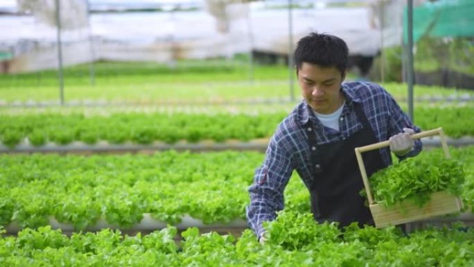 亚洲男性农民在温室中种植的水培农场上检查和收集沙拉蔬菜，以控制我们的农业农场和水果产品小企业的质量。