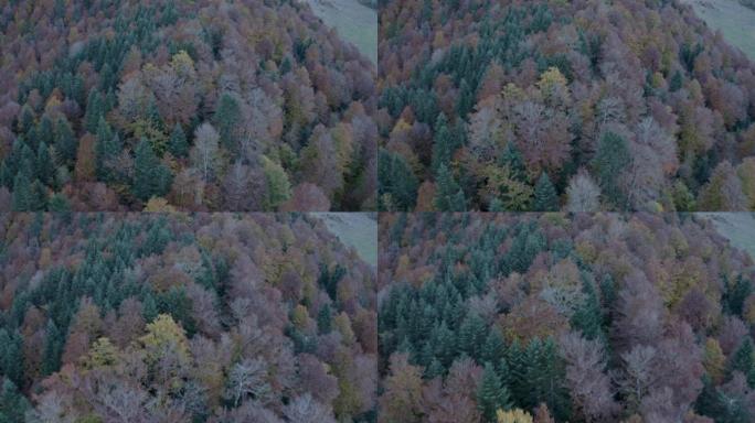 无人机视图在秋天掠过五颜六色的树木