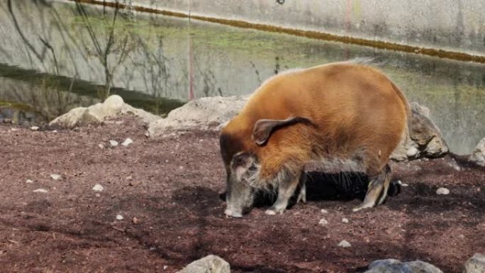 红河猪，Potamochoerus porcus，又称灌木猪。