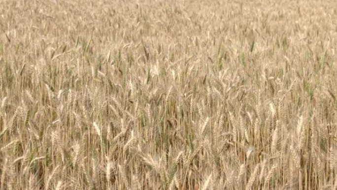 在田里干黄色小麦，准备收割。