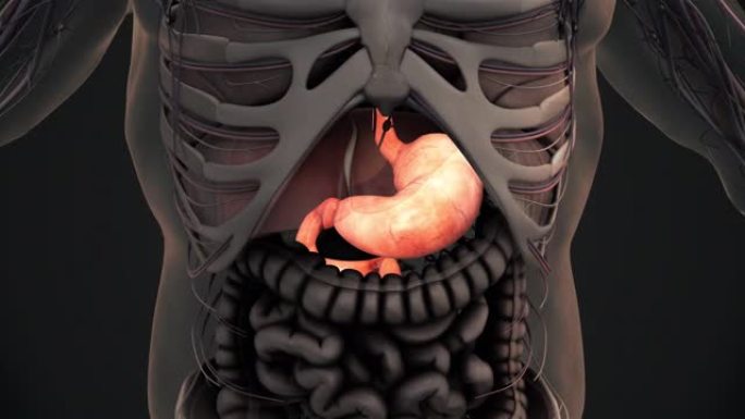 人体胃解剖动画背景