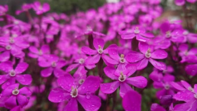 捕蝇草，捕蝇草，雨，雨，花园捕蝇草，Silene armeria，Mushitori Nadeshi