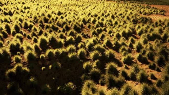 中亚沙漠中美丽的黄橙沙丘