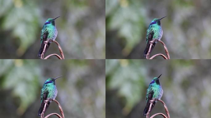 哥斯达黎加圣杰拉多·德·多塔，科莱斯吉米蒂，紫罗兰色蜂鸟。