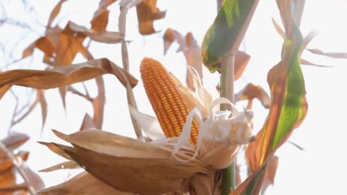 农田秸秆上的干玉米玉米作物准备收获
