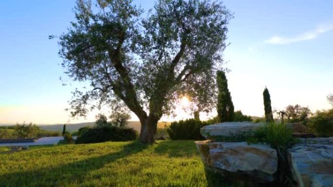 意大利托斯卡纳的雄伟橄榄树