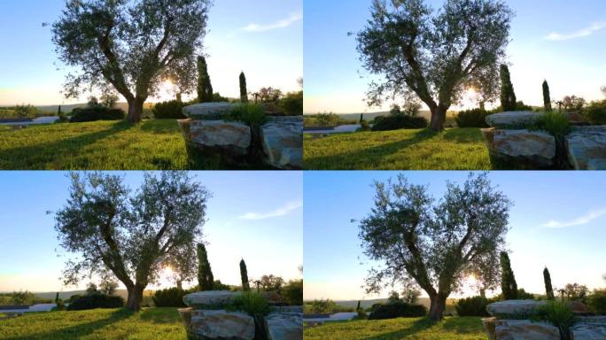意大利托斯卡纳的雄伟橄榄树