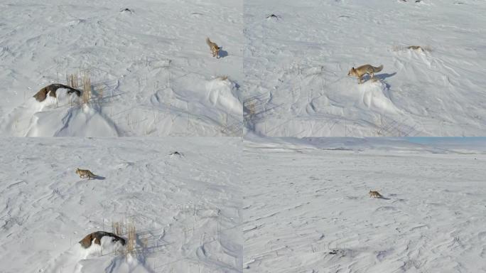 一只狐狸在雪地上爬行。
