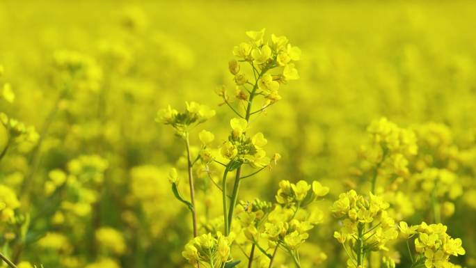 滑轨4k60帧拍摄春天油菜花花海