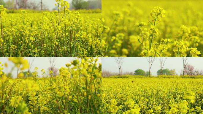 滑轨4k60帧拍摄春天油菜花花海