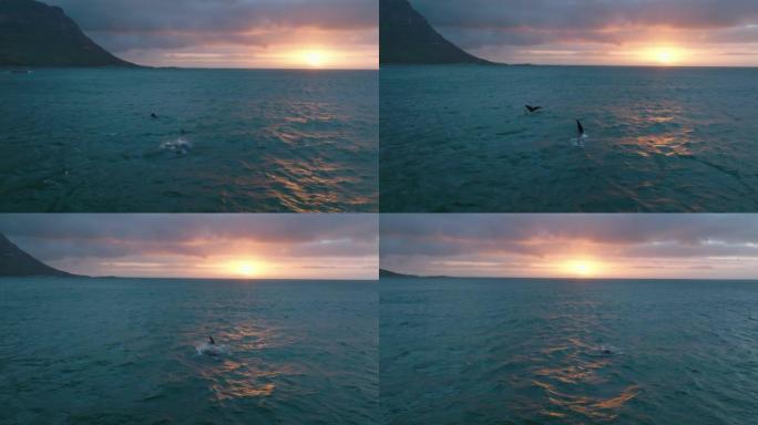 海岸附近海面上出现的鲸鱼滑梯和平底船。傍晚在日落的天空中拍摄
