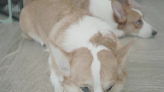 亚洲女子在室内玩她的柯基犬