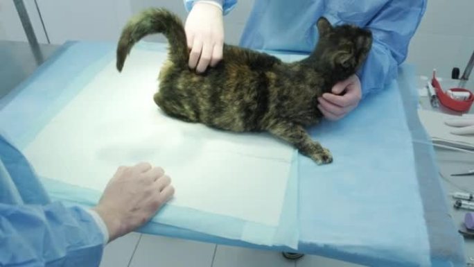兽医正在为cat进行绝育手术做准备