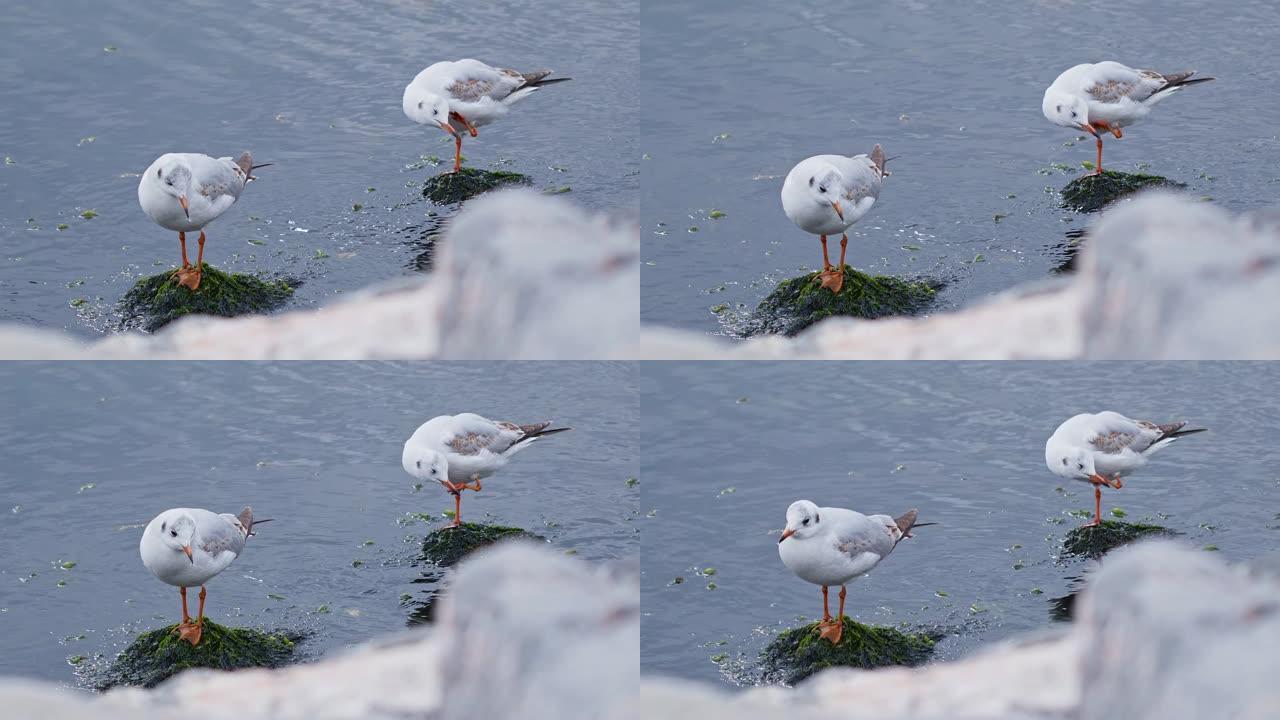 海水中的动物鸟海鸥