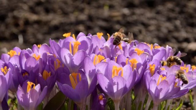 外面生长着紫色番红花的蜜蜂。在神奇绽放的春天的花朵番红花。选择性聚焦。春园。选择性聚焦。