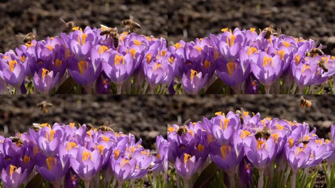 外面生长着紫色番红花的蜜蜂。在神奇绽放的春天的花朵番红花。选择性聚焦。春园。选择性聚焦。