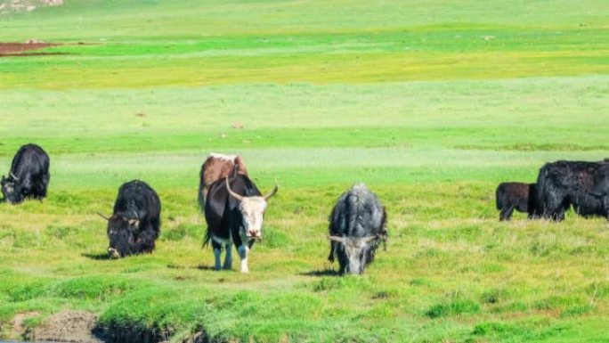 牦牛在绿色草原上吃草