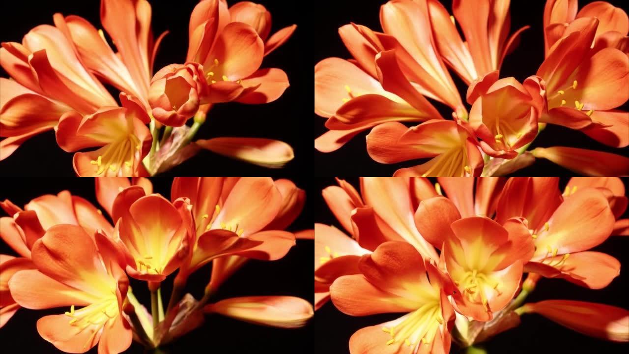 从花蕾到盛开的卡菲尔百合花的延时镜头，在黑色背景上孤立特写。