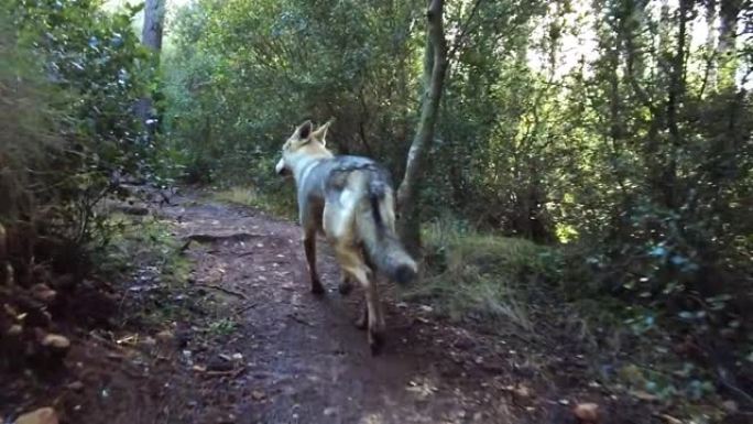 狼狗在森林地区散步的慢动作。