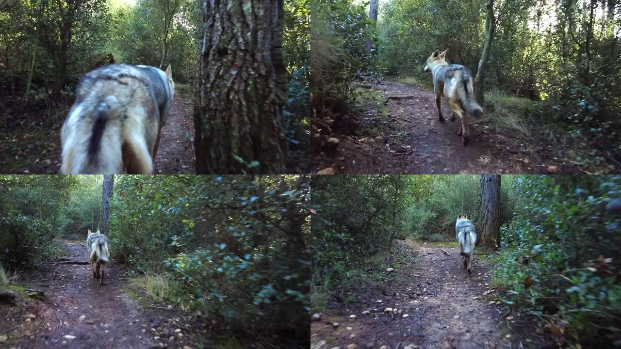 狼狗在森林地区散步的慢动作。