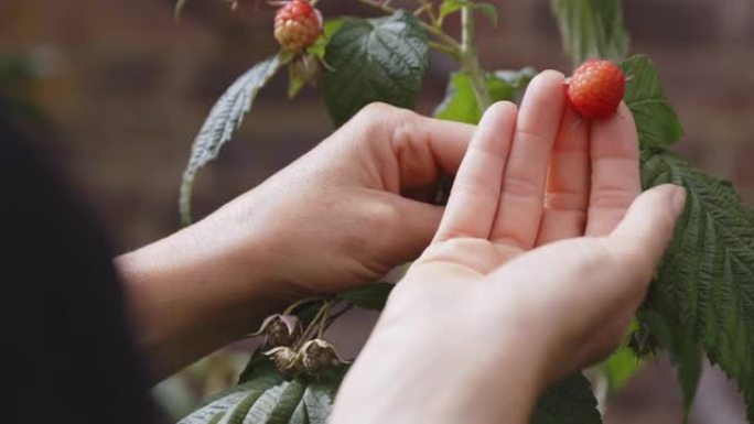 特写女人检查花园里植物上生长的红树莓