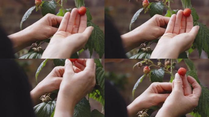 特写女人检查花园里植物上生长的红树莓