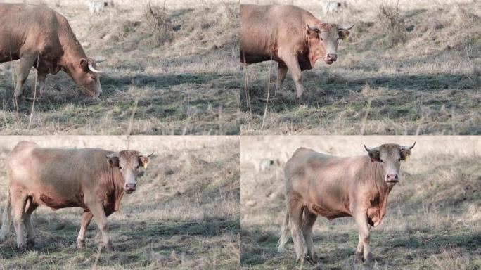 饥饿的牛在田野里吃草，停了一会儿，盯着葡萄牙波塔莱格雷阿连特茹的摄像机